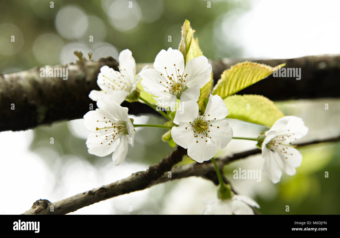Los cerezos en flor en una rama en la primavera Foto de stock