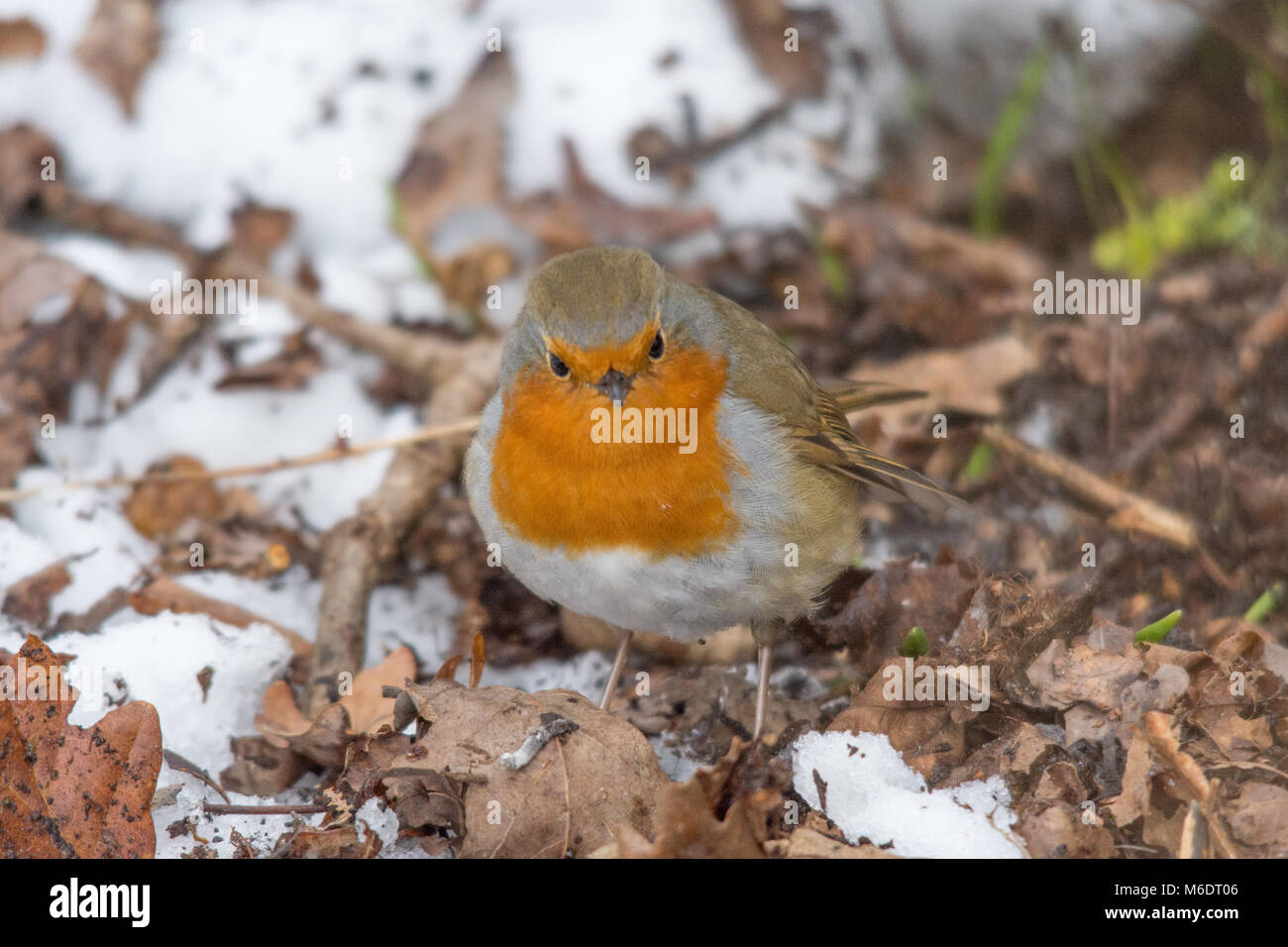 Robin (European robin, Erithacus rubecula) en el piso del bosque en la nieve. Foto de stock
