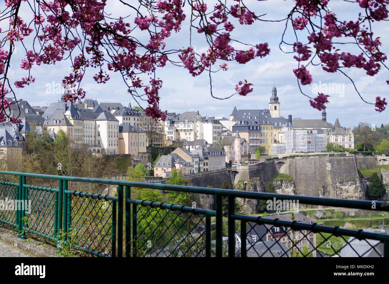 Vista sobre el casco antiguo de la ciudad de Luxemburgo desde debajo de un árbol de cerezo Kwanzan con rosa Flores suaves Foto de stock