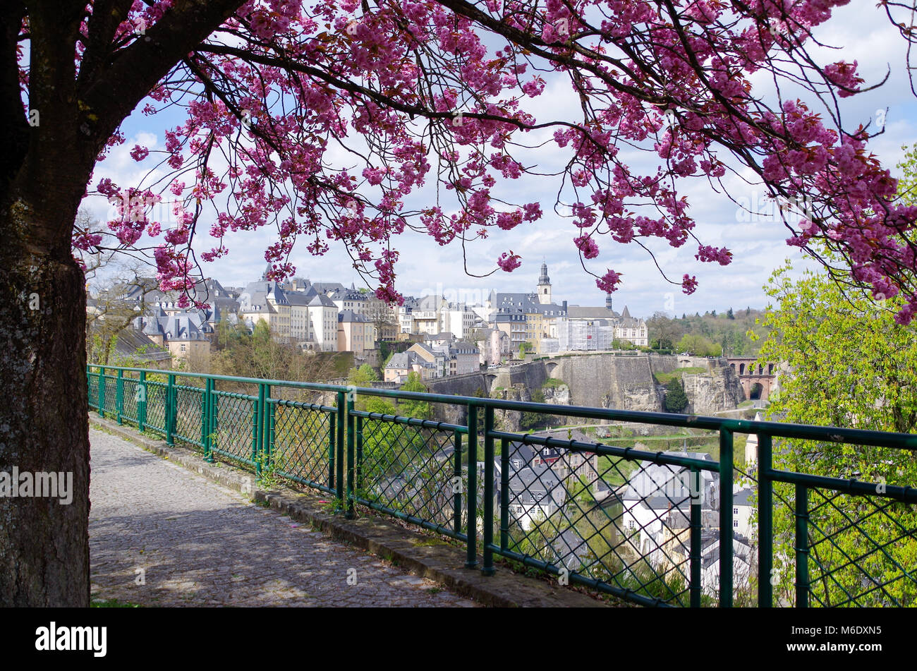 Vista sobre el casco antiguo de la ciudad de Luxemburgo desde debajo de un árbol de cerezo Kwanzan con rosa Flores suaves Foto de stock