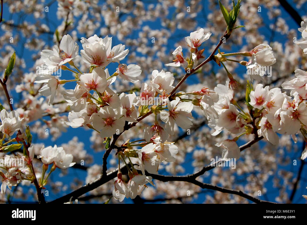 Cherry Blossoms Washington DC Foto de stock