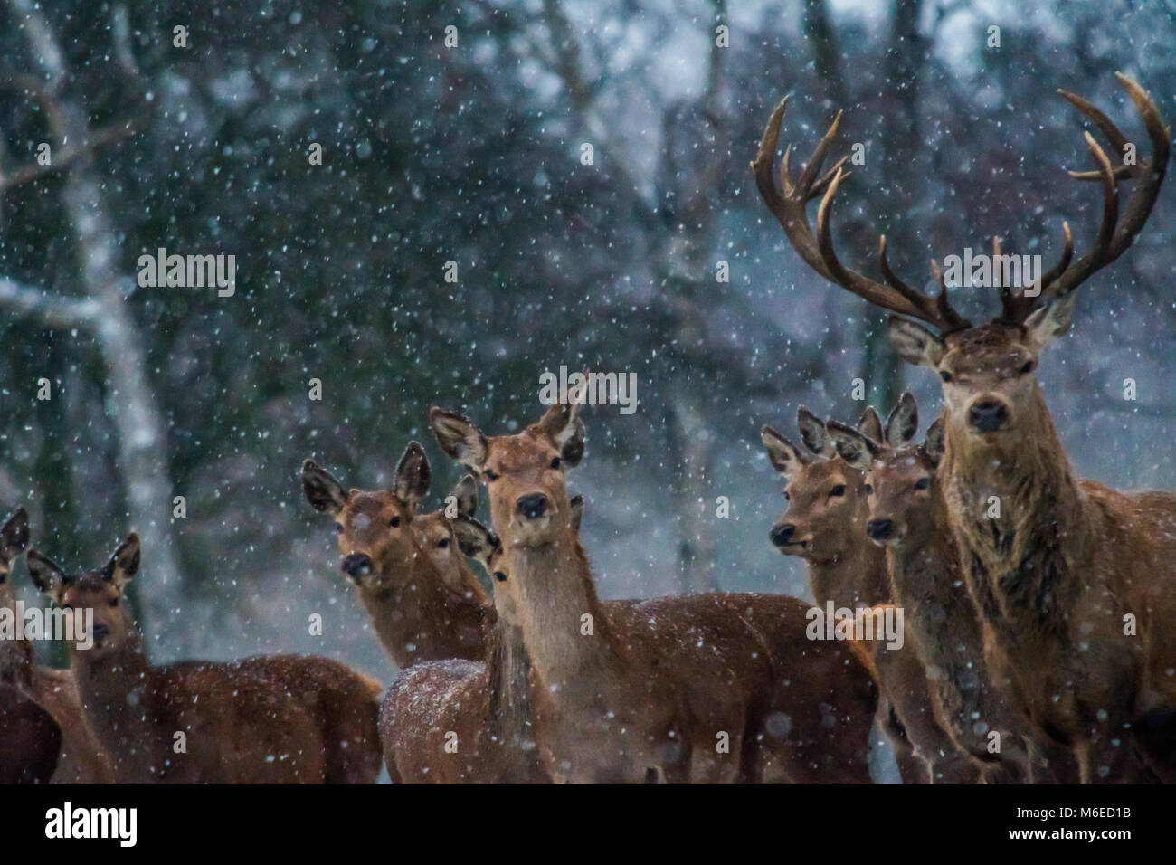 El ciervo y venado en la nieve Foto de stock