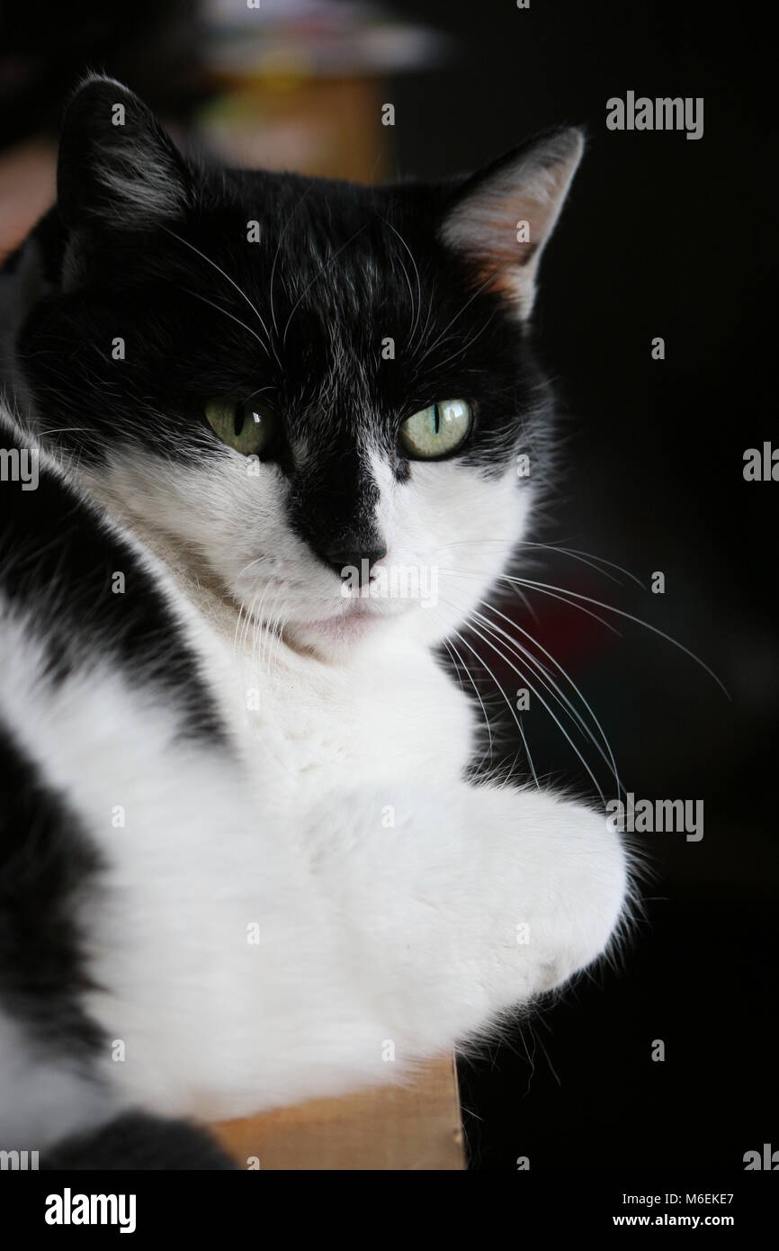 Gato sentado por la ventana, un ojo expuesto a la luz del día, y el otro en la sombra Foto de stock