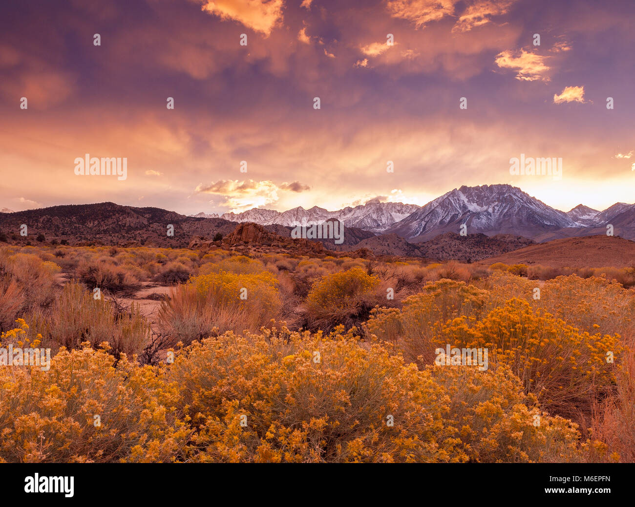 Sunset, Rabbitbrush, Ericameria nauseosa, el Obispo Buttermilks Creek National Recreation Area, Inyo National Forest, Sierra Oriental, California Foto de stock