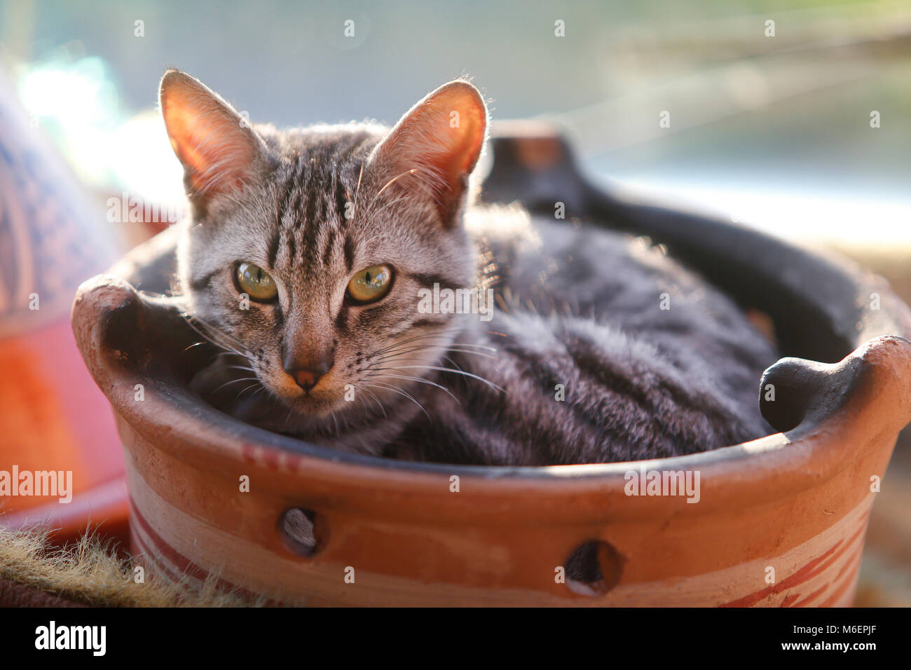 Jóvenes stripey gris gato tumbado n una maceta de barro. Foto de stock