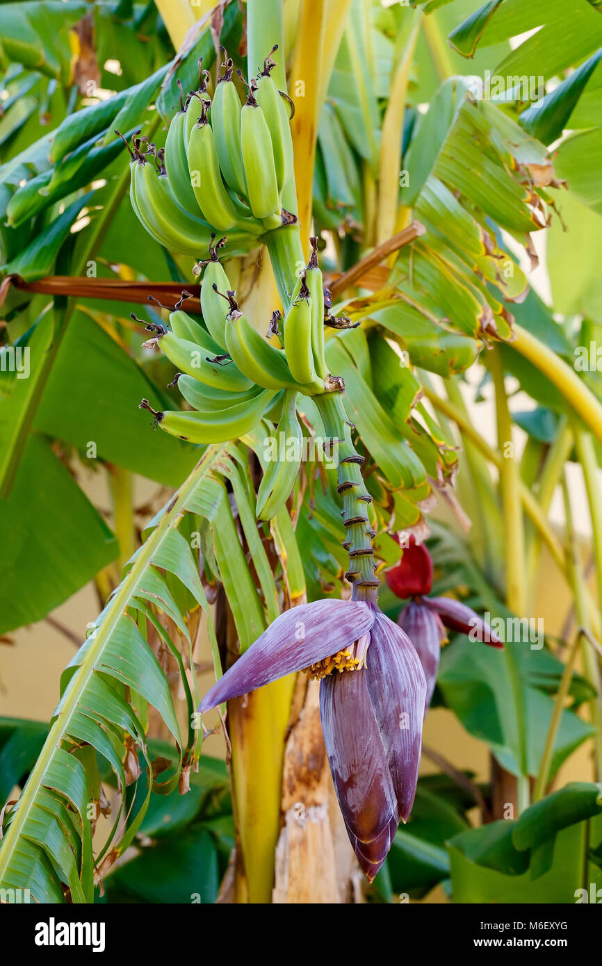 Flor del plátano con pequeños plátanos verdes, Egipto Foto de stock