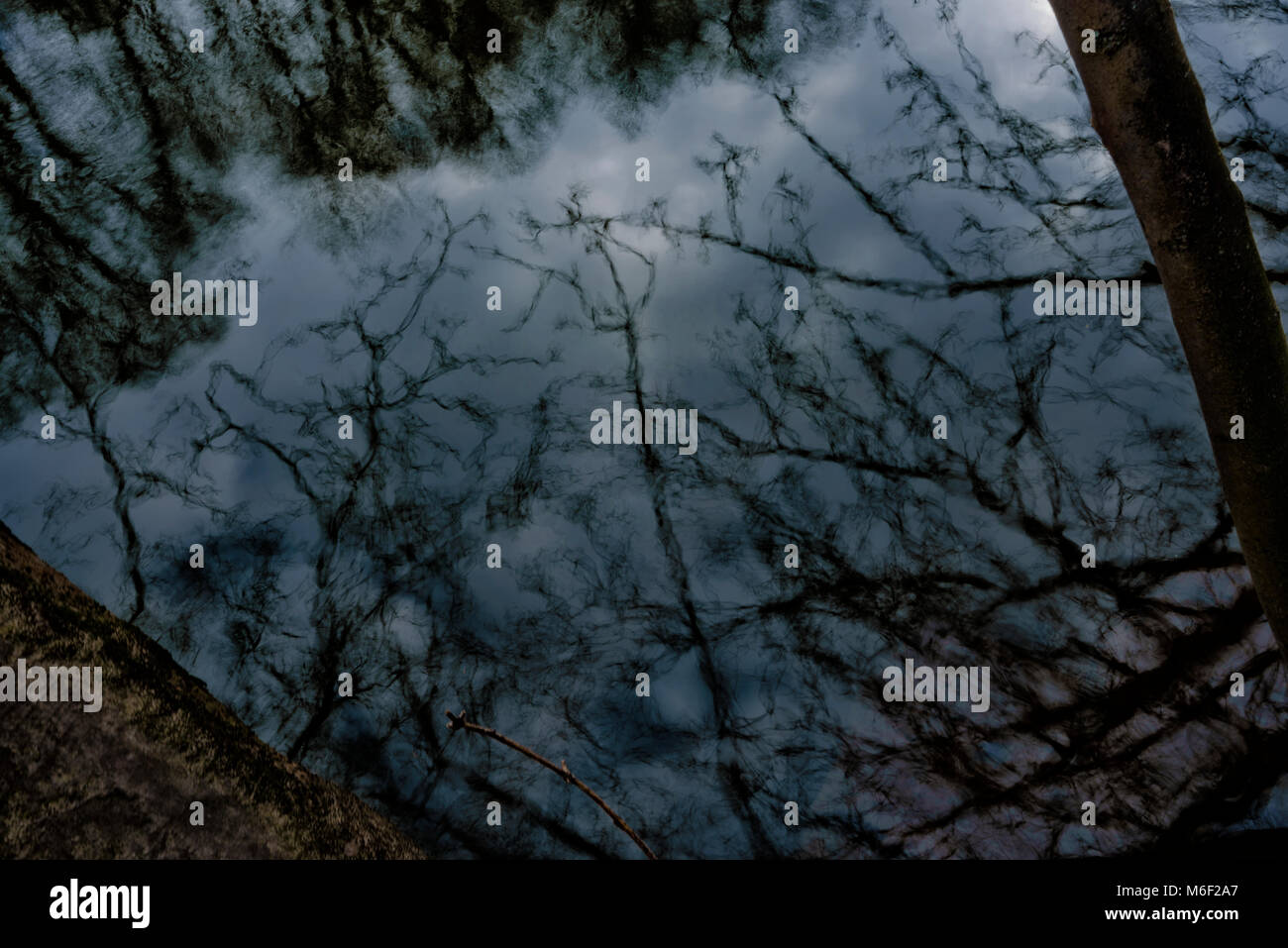 Reflejo fantasmal de invierno de las ramas de los árboles en el río desgaste, Durham Foto de stock