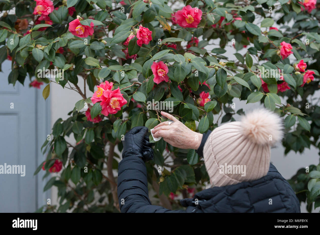 Londres, Reino Unido. 3 de marzo de 2018. Un miembro del personal de polvo  de las hojas de las camelias en la exhibición en el Show anual de Camelia  tomando lugar en