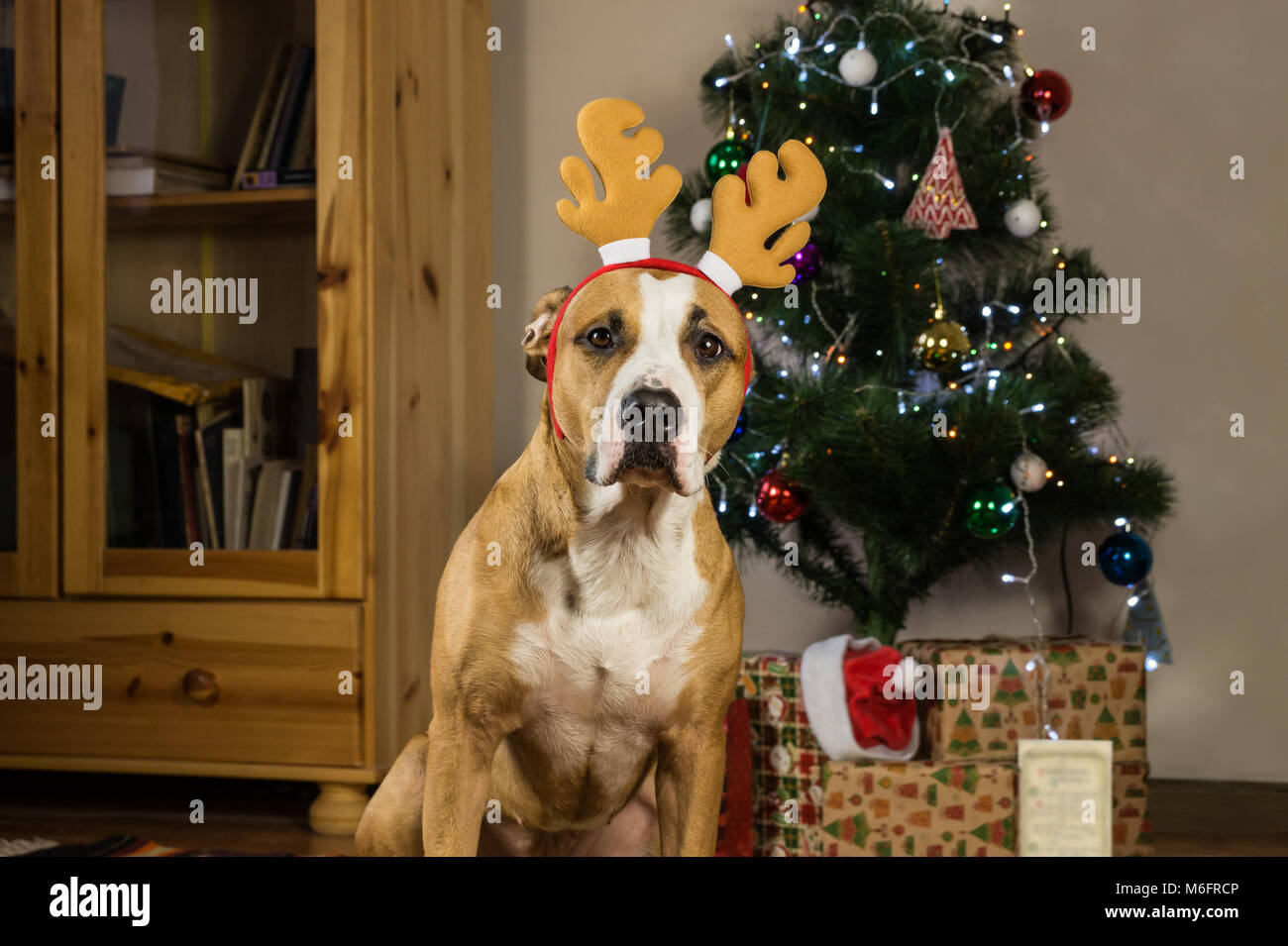 Staffordshire terrier cachorro posando en el acogedor salón vestidos para  fiesta de año nuevo Fotografía de stock - Alamy