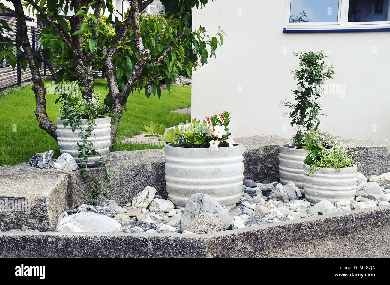 Jardín de Piedras arreglo en casa verde y blanco de entrada con plantas y macetas de hormigón Fotografía de stock - Alamy