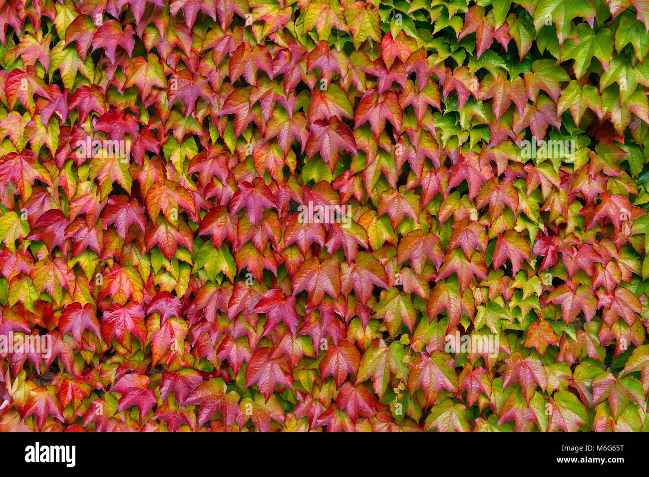 La hiedra de Boston, Parthenocissus tricuspidata Veitchii,, Mill Valley, California. Foto de stock