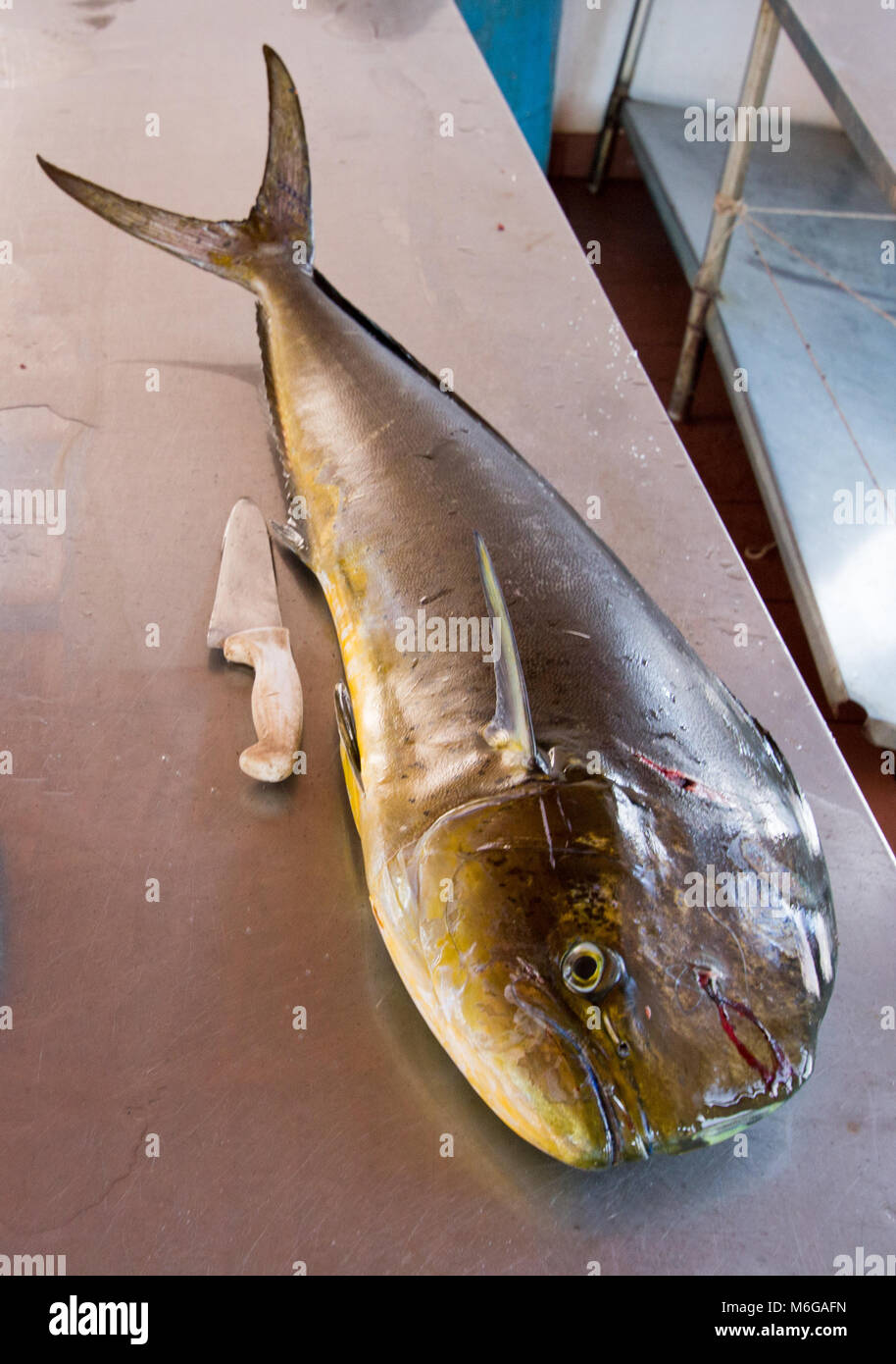 Mahi mahi hawaii fotografías e imágenes de alta resolución Alamy