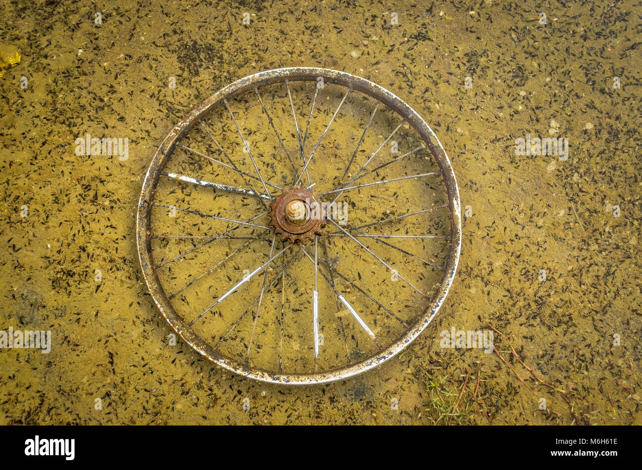 Rueda de bicicleta vieja y oxidada en agua sucia. La contaminación del agua. Foto de stock