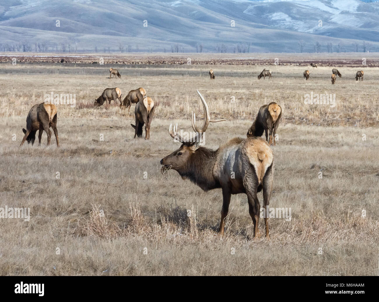 Un toro elk paladea un bocado de hierba mientras está de pie en una manada de alces hembra. Foto de stock