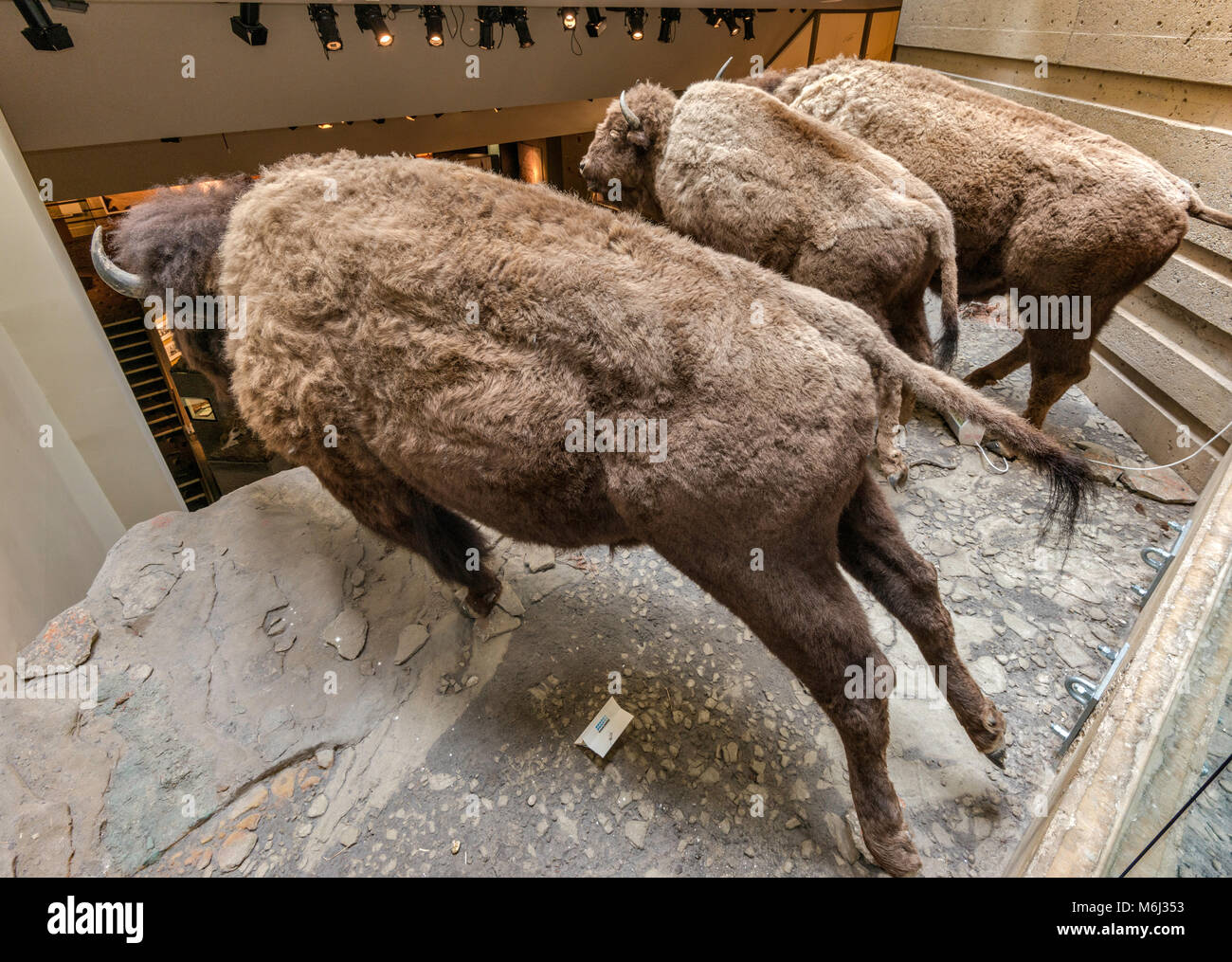 Buffalo Jump acantilados diorama, cazados por Blackfoot tribus nativas, Head-Smashed-In Buffalo Jump Interpretive Center, cerca de Fort Macleod, Alberta, Canadá Foto de stock