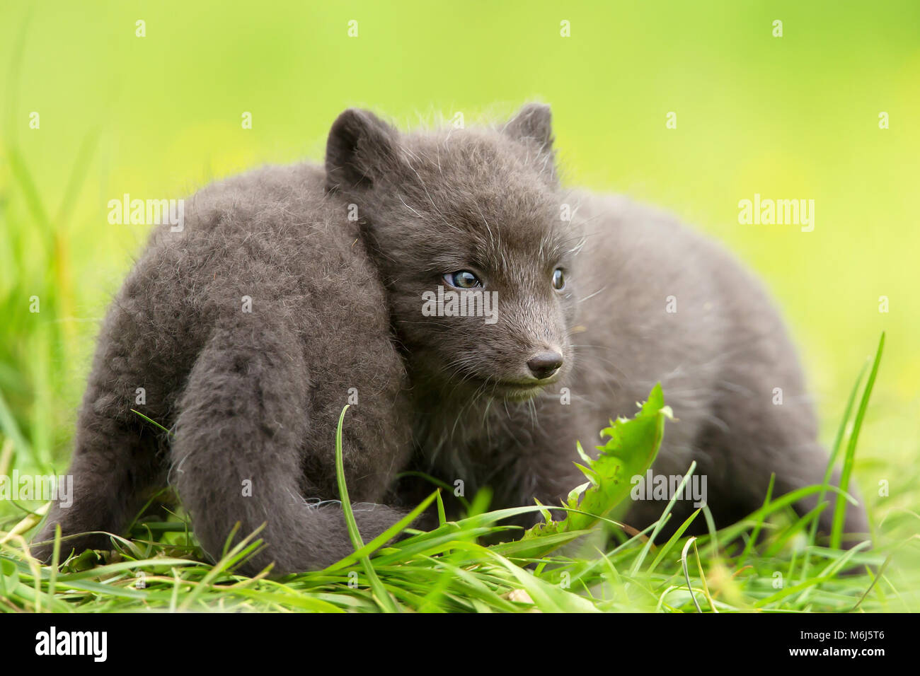 Arctic Fox Vulpes lagopus cubs jugar con los demás, el verano en Islandia. Foto de stock
