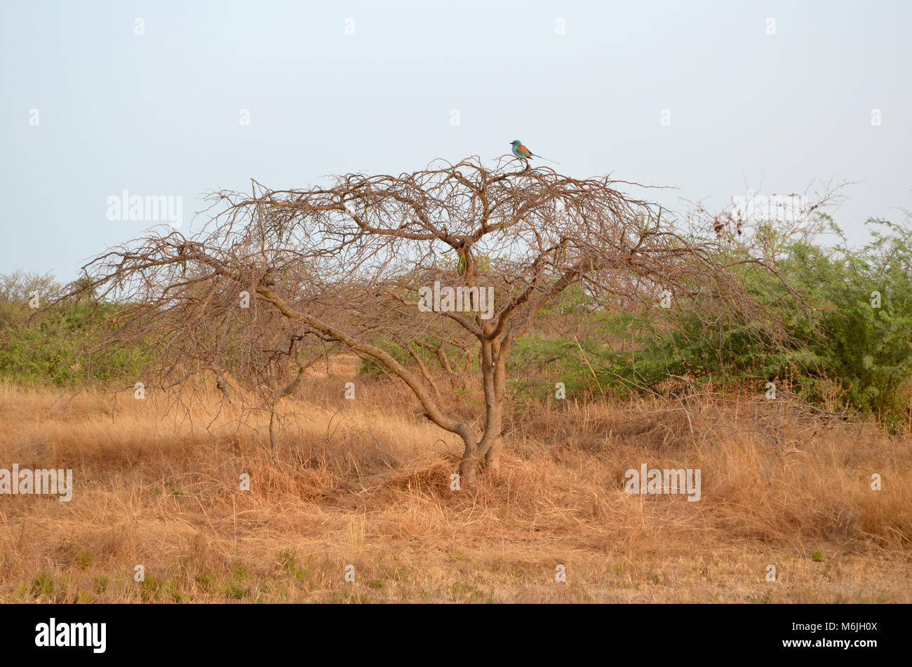 Hábitat sabana seca en la zona del Sahel (región de Senegal, África  Occidental Fotografía de stock - Alamy