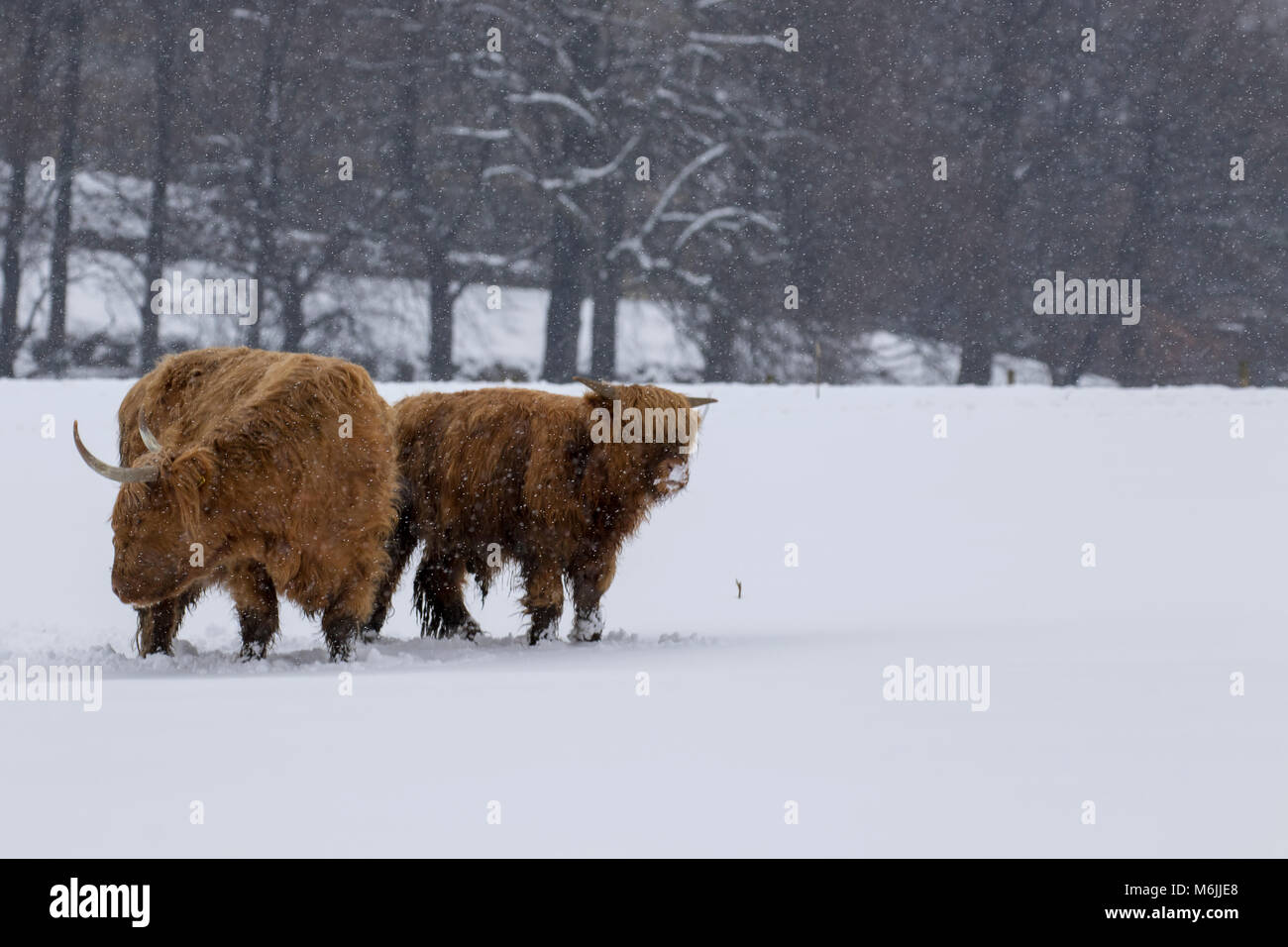 Highland cow, Bos taurus, COO, el ganado, los jóvenes y las mujeres forrajeando en campo cubierto de nieve en el Parque Nacional de Cairngorms, Escocia Foto de stock