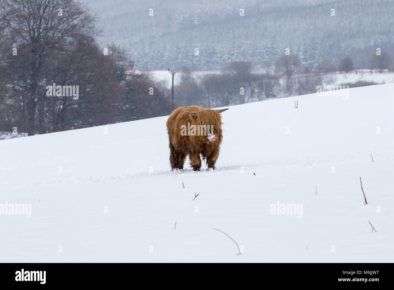 Highland cow, Bos taurus, COO, el ganado, los jóvenes y las mujeres forrajeando en campo cubierto de nieve en el Parque Nacional de Cairngorms, Escocia Foto de stock
