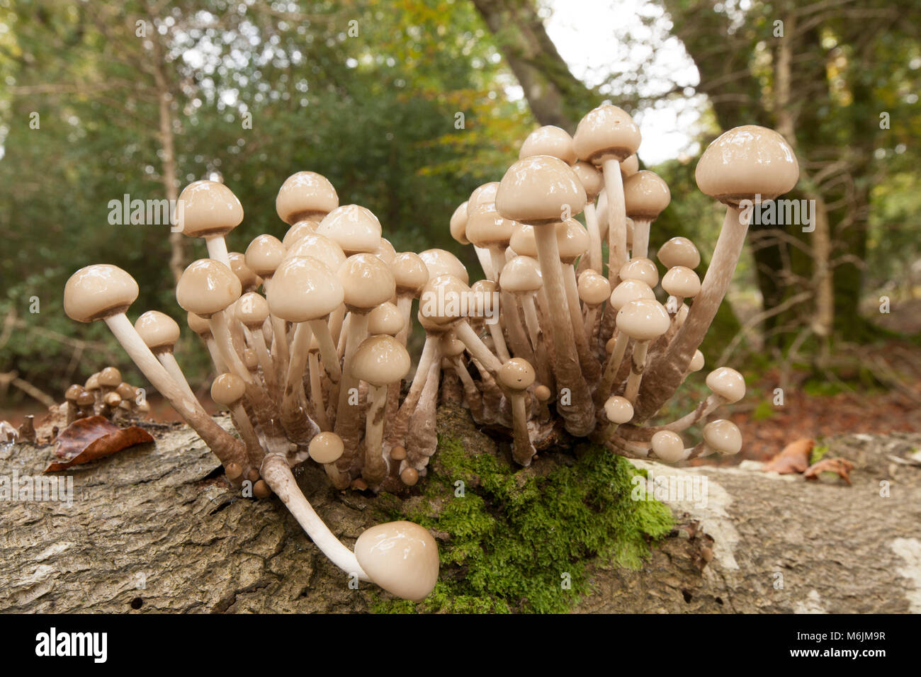 Los hongos de porcelana, Oudemansiella mucida, fotografiado en Hampshire Inglaterra GB Otoño 2016 crecen en árboles caídos Foto de stock