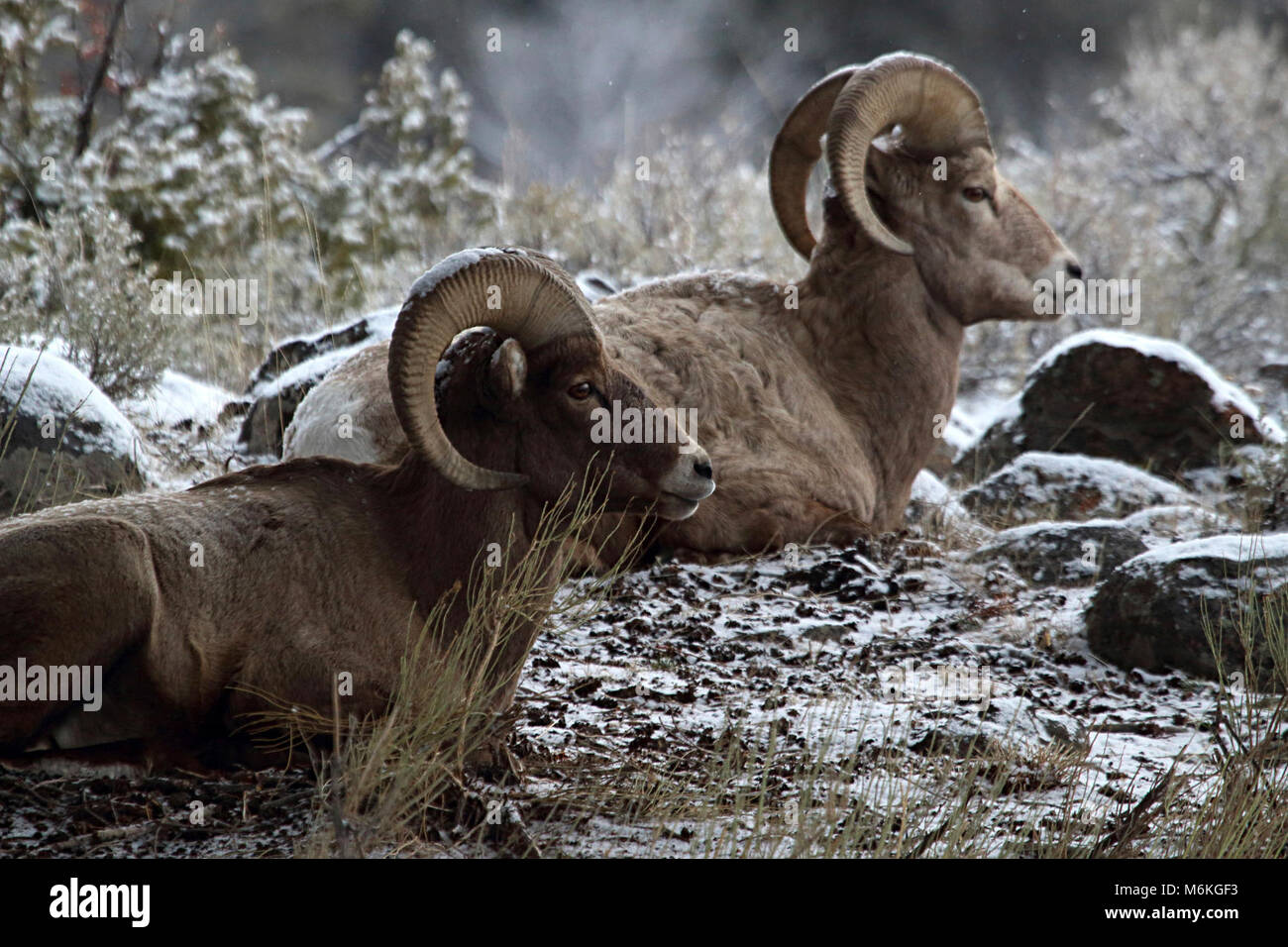 El Borrego Cimarrón carneros cerca de Slough Creek. El Borrego Cimarrón carneros cerca de Slough Creek; Peggy Olliff; Febrero 2015; Catálogo #19893d; Original #DPP_0077 Foto de stock