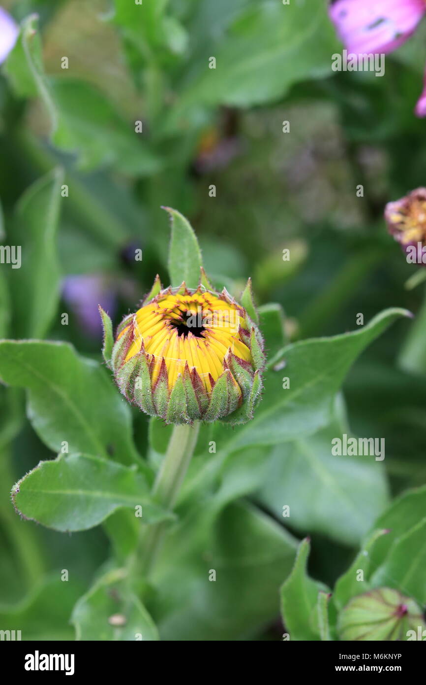 Cerca de Caléndula o también conocido como Calendula officinalis flower bud apertura Foto de stock