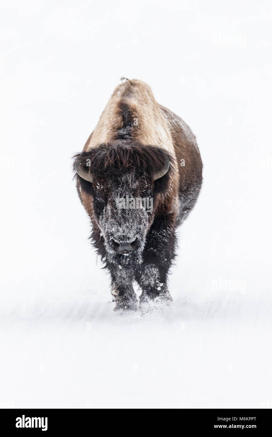 Toro solitario bison sobre una carretera nevada. Foto de stock