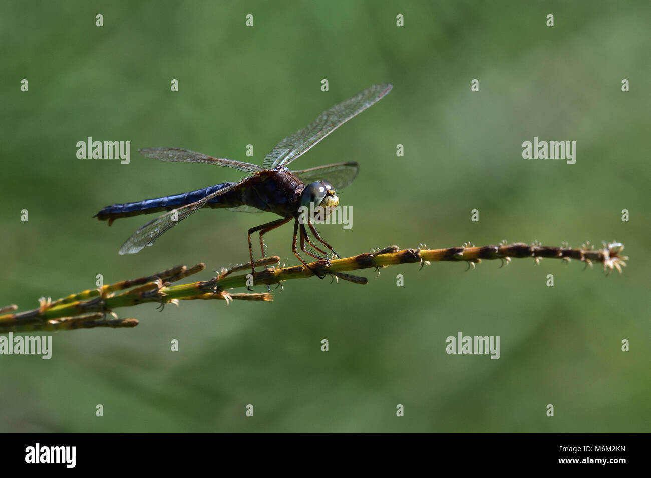 Un joven australiano macho negro-dirigido Skimmer Libélula descansando sobre una planta de tallo de cerca Foto de stock
