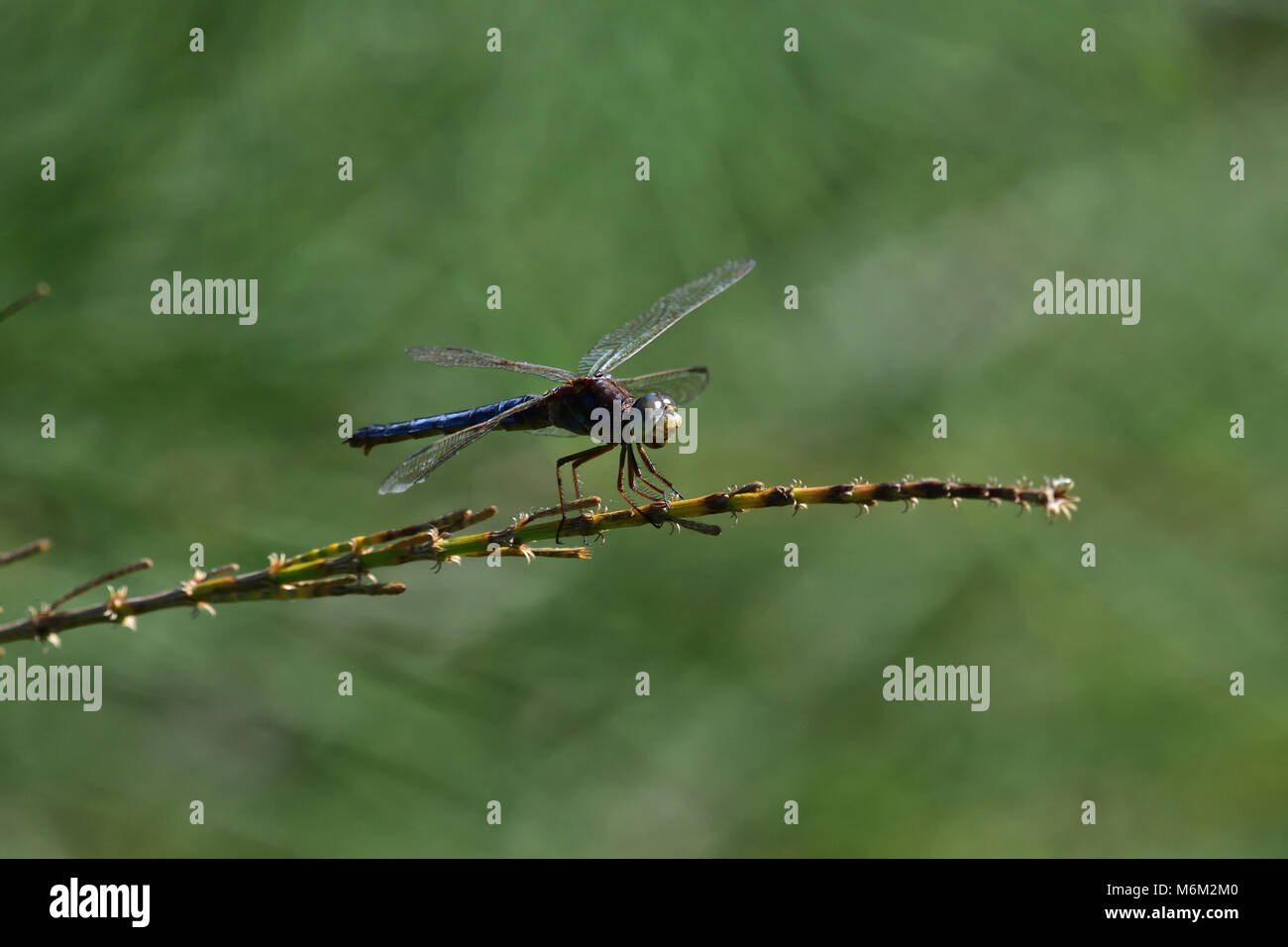 Un joven australiano macho negro-dirigido Skimmer Libélula descansando sobre una planta de tallo Foto de stock