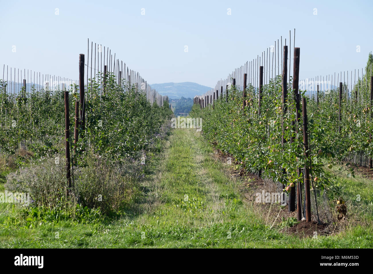 Los manzanos jóvenes en una granja de cultivo de frutas Foto de stock
