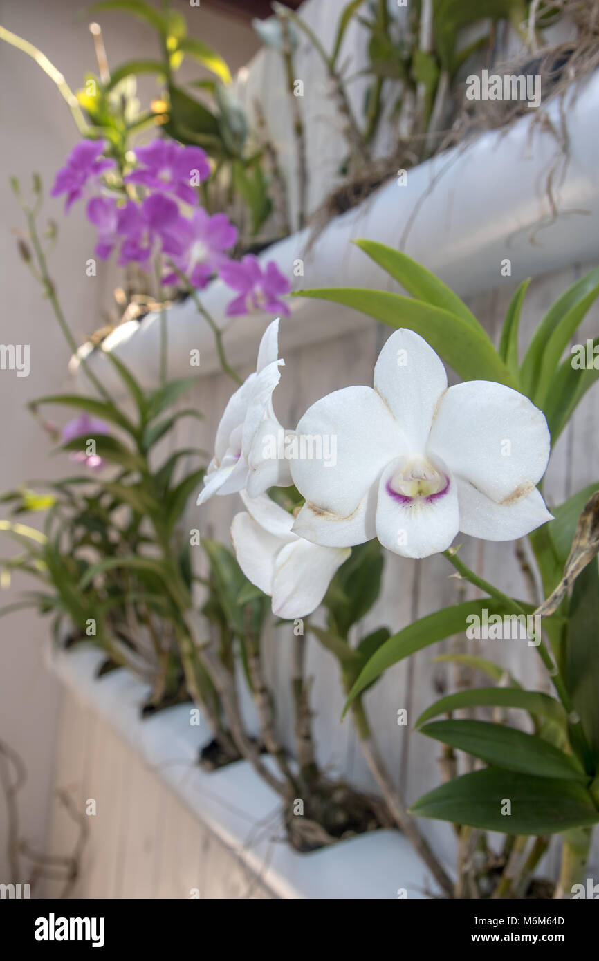 Una flor blanca - Orquídeas Dendrobium Dendrobium spp. con otras flores  tropicales en macetas - los tubos colgando de una cerca blanca en el patio,  Laos Fotografía de stock - Alamy