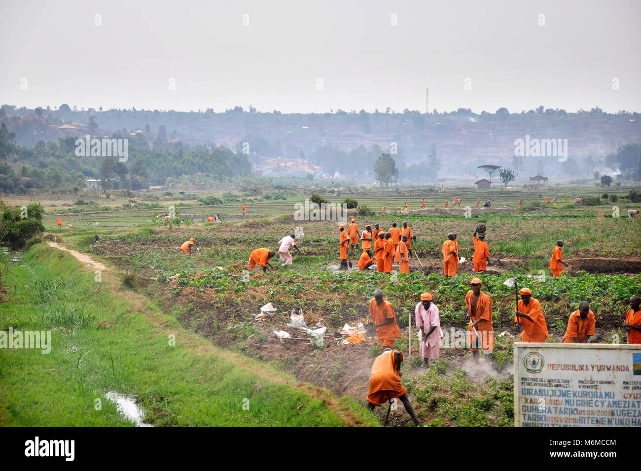 Rwanda, Butare, los presos que trabajan en el campo de arroz Foto de stock