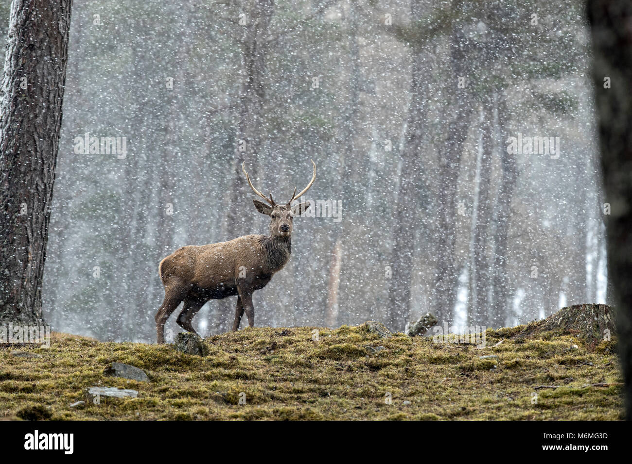 Ciervo rojo; Cervus elaphus ciervo en nieve único; Escocia; UK Foto de stock