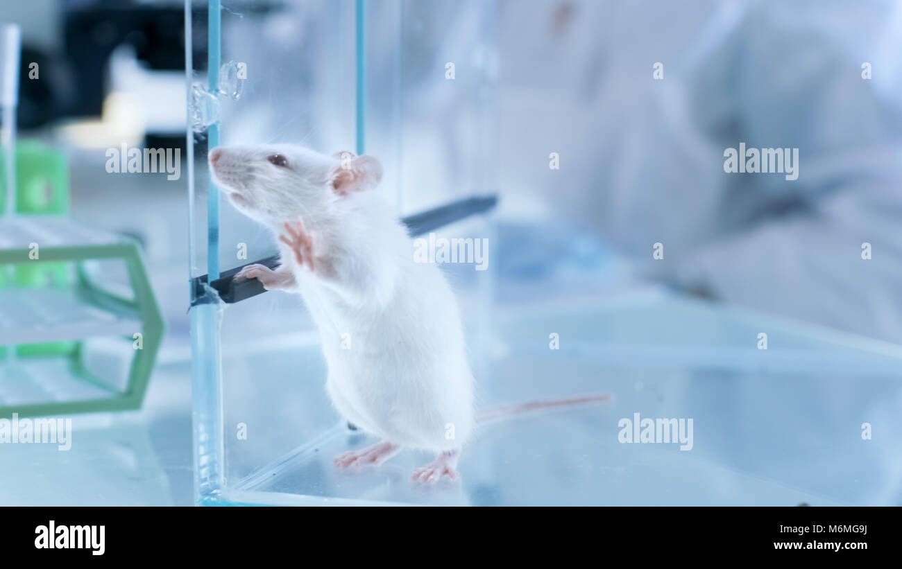 Golpe de ratón de laboratorio en una jaula de vidrio en el Laboratorio Científico. Foto de stock