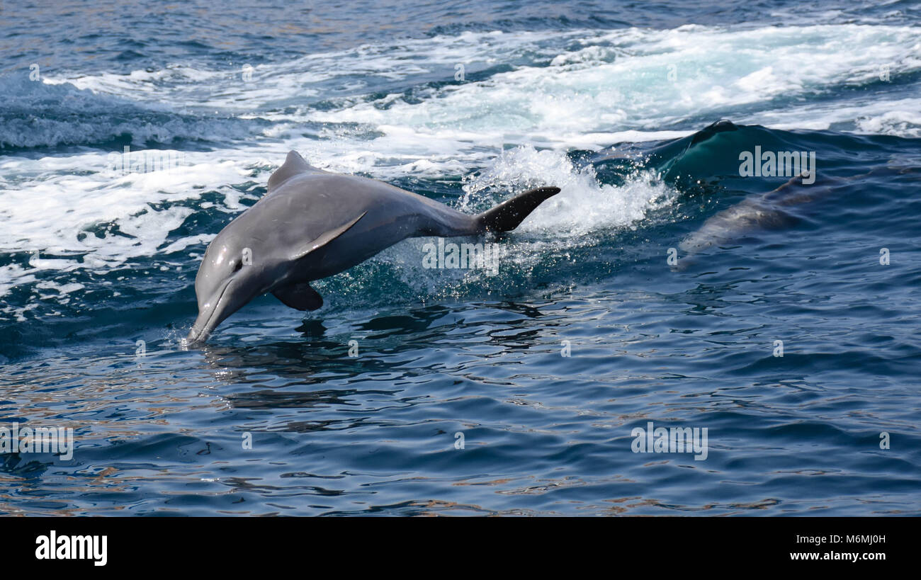 Delfines en Musandam, Omán Foto de stock