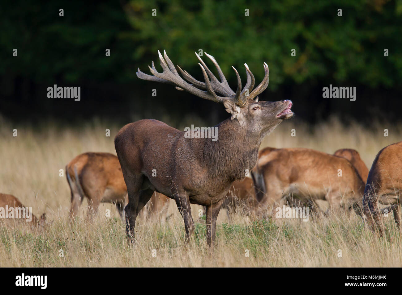 Ciervo rojo (Cervus elaphus) ciervas y stag exhibiendo la respuesta flehmen por las arrugas de su nariz y levantando sus labios durante la rutina en otoño bosque Foto de stock