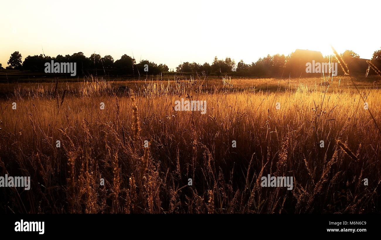 Campo lleno de hierba alta fotografiado en la luz dorada de ensueño. Retro iluminada por el sol. Foto de stock