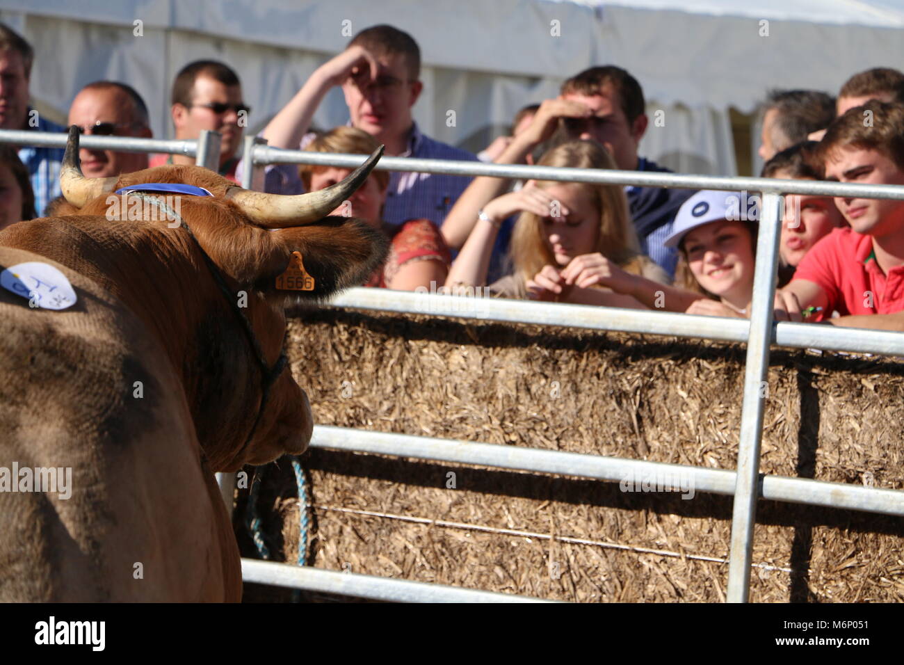 Vaca desafiante al público en su subasta Foto de stock