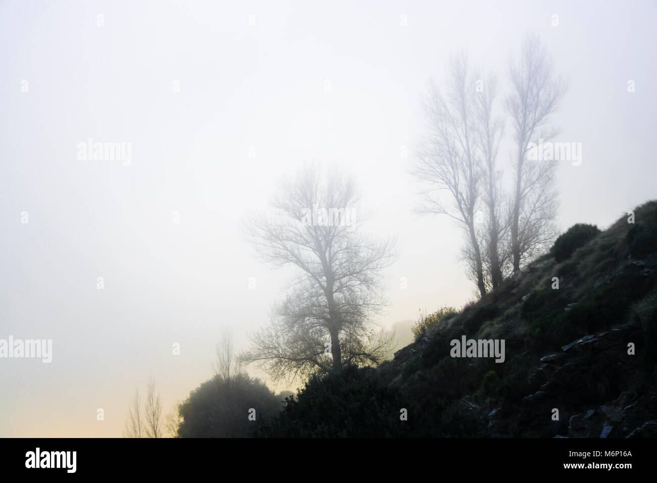 Las Alpujarras, Sierra Nevada, provincia de Granada, Andalucía, España : Los árboles en la niebla en O Sel Ling centro de retiros de meditación budista, afiliado Foto de stock