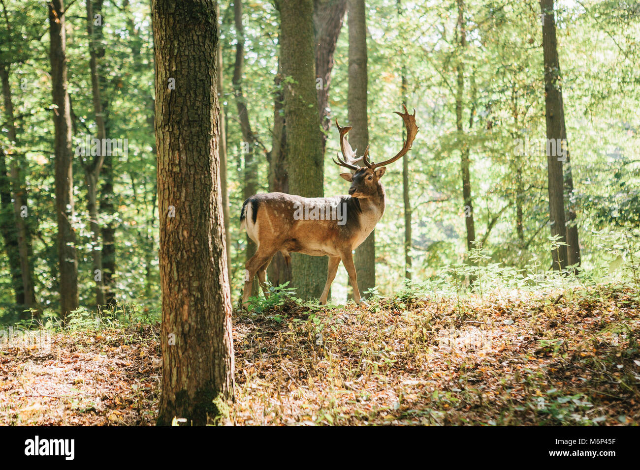 Bello ciervo con cuernos ramificada se asienta sobre una colina en un bosque de otoño entre árboles. Foto de stock