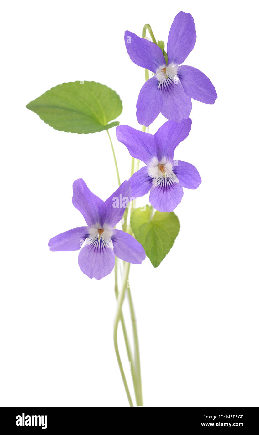 Violeta dulce, viola aislado sobre fondo blanco. Foto de stock