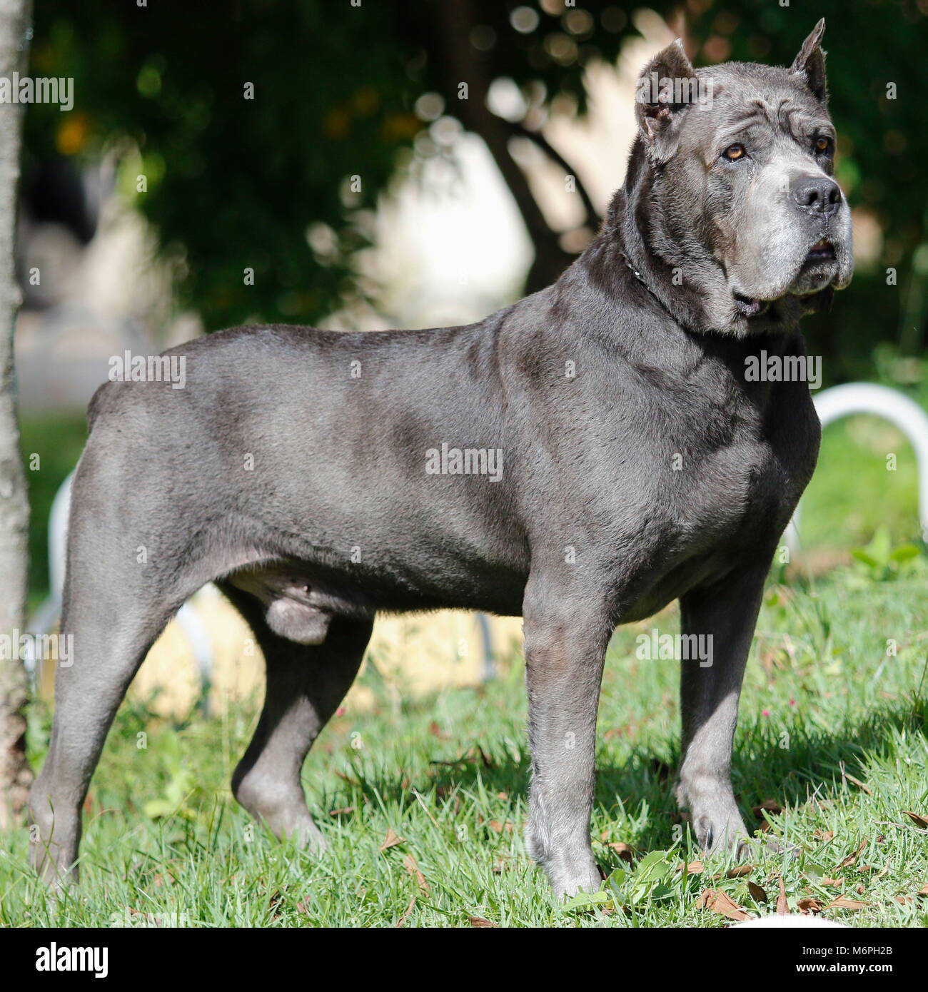 Perro de raza Corso la caña de edad adulta en pose arrogante Foto de stock