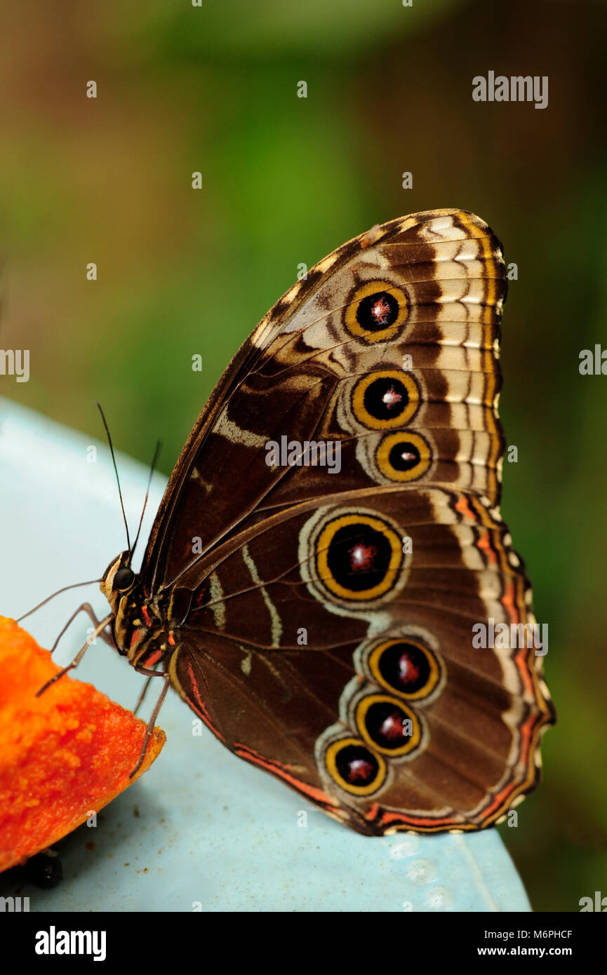 Las mariposas Morpho peleides viven en las selvas tropicales de América del Sur, y se puede encontrar en México y América Central. Beben el jugo de rotti Foto de stock
