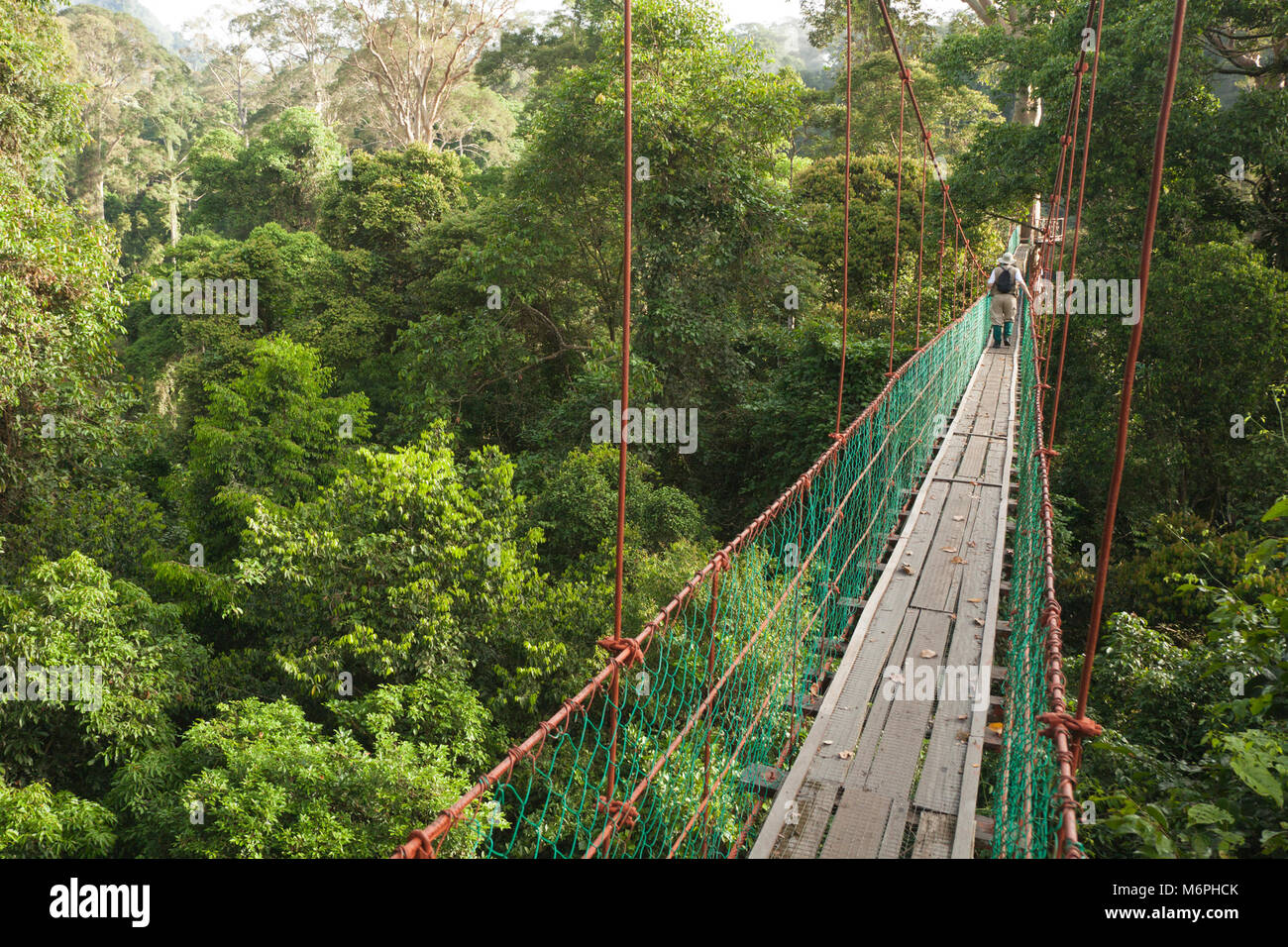 Paseo aéreo con dosel a través de los árboles tropicales del bosque lluvioso de tierras bajas en el Borneo Rainforest Lodge en Danum Valley, Sabah, Malasia Foto de stock