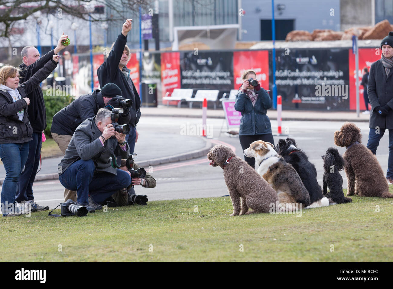 Razas de perros sentarse pacientemente y posar para las cámaras en el photocall en el lanzamiento de Crufts 2018. Foto de stock