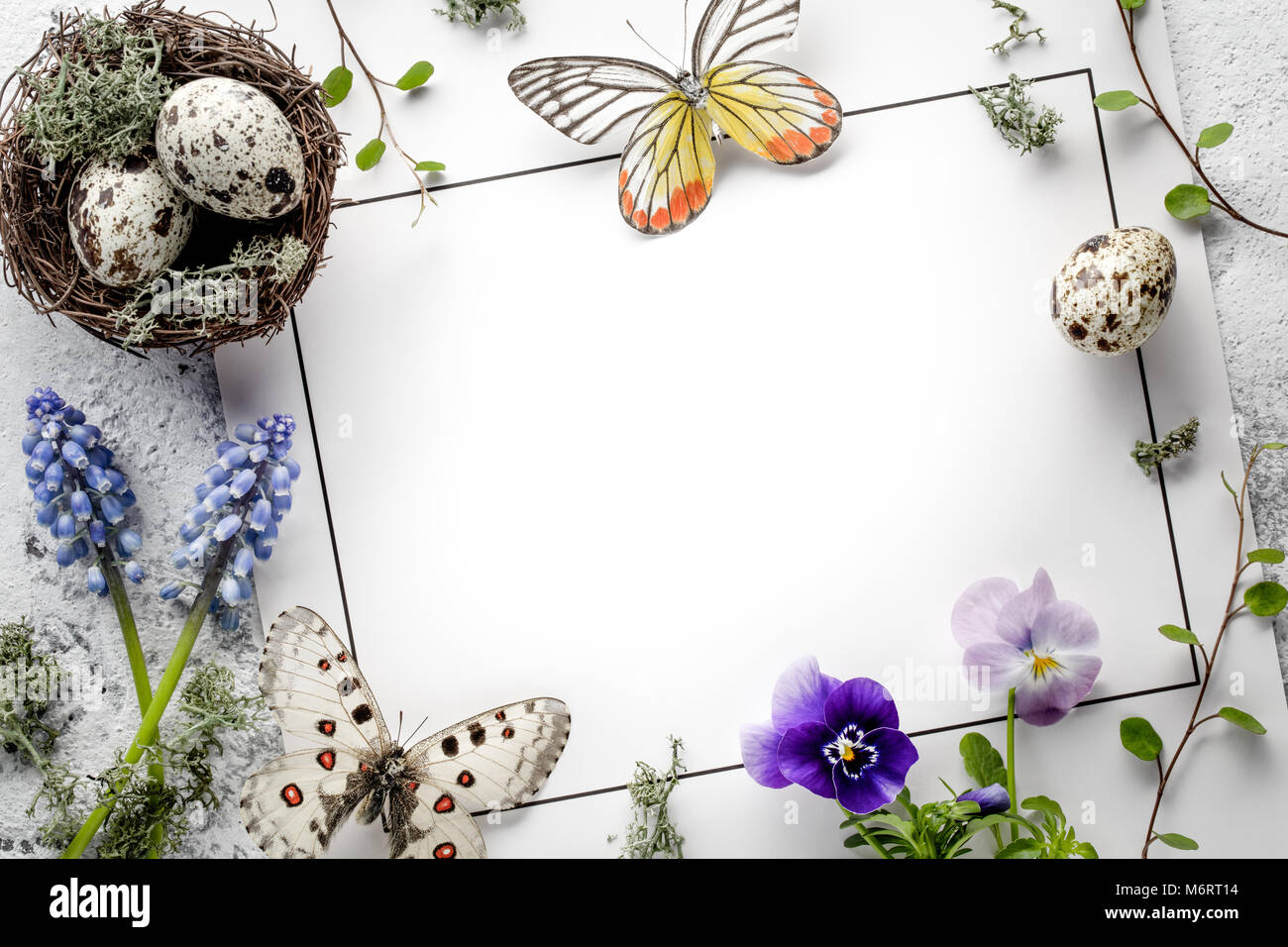 Nido con huevos de codorniz,mariposas y flores de primavera en tarjeta en blanco Foto de stock