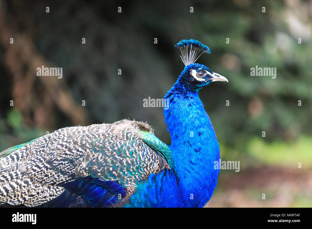 Peacock, macho peafowl () extiende sus alas y abriendo sus plumas para una completa visualización de plumas en parques Foto de stock