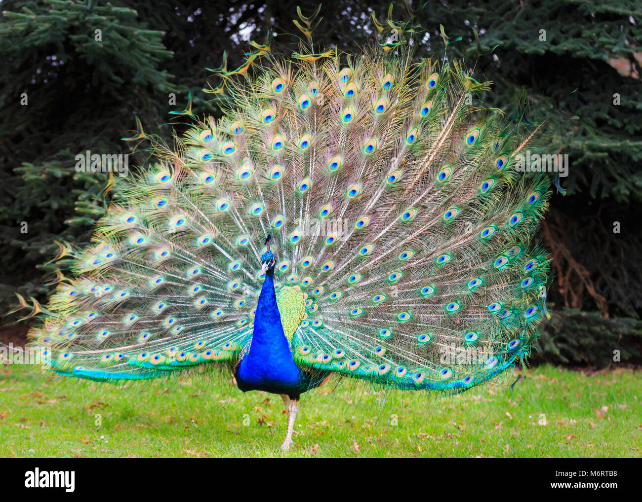 Peacock, ave azul masculina (pavo cristatus) muestra completa de plumas en zonas verdes Foto de stock