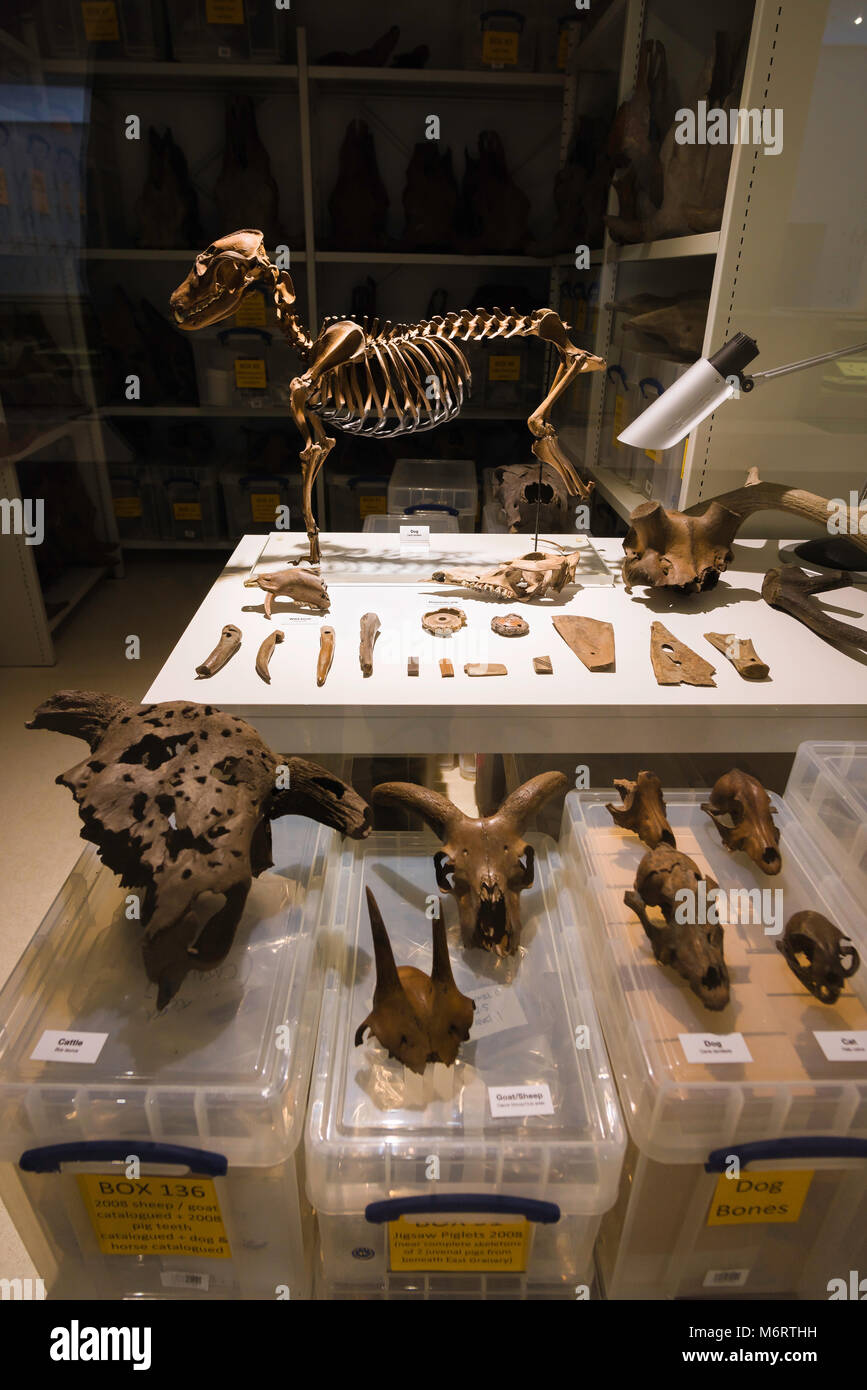 Visualización de un perro esqueleto excavado en el yacimiento arqueológico romano de Vindolanda, Museo de Vindolanda, Northumberland, Inglaterra, Reino Unido. Foto de stock
