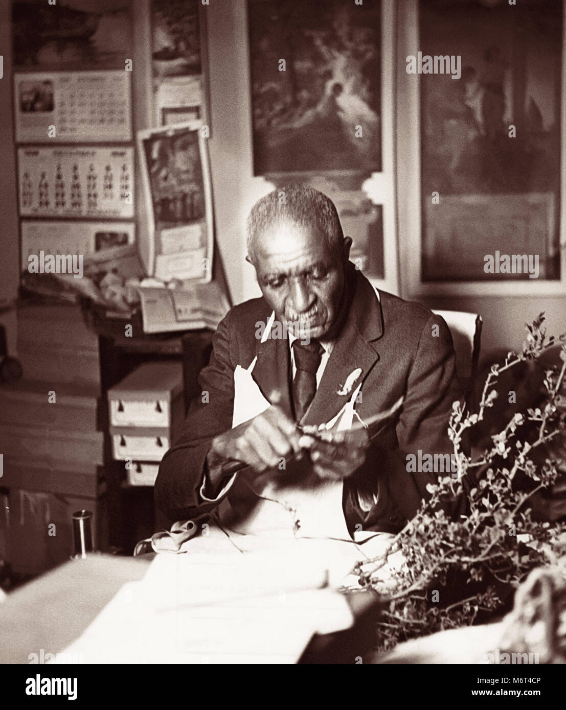 El Dr. George Washington Carver (1864-1943) fue un científico americano, botánico, educador e inventor mejor conocido por su investigación de cultivos alternativos al algodón, como el maní, la soya y el camote. Quería que los campesinos pobres para cultivar estos cultivos alternativos para ayudar en la nutrición de las familias campesinas y para proporcionar otra fuente de ingresos en efectivo para mejorar la calidad de vida del agricultor. El Dr. Carver es mostrado en el trabajo en el Tuskegee Institute en septiembre de 1938. Foto de stock